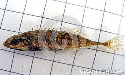 A fish The three-spined stickleback (Gasterosteus aculeatus) Ichthyology research. Stock Photo