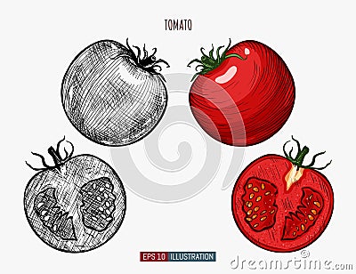 Hand drawn tomato. Template for your design works. Vector Illustration