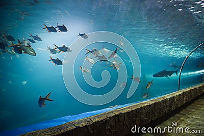 Fish tunnel at the aquarium underwater - Different types of fish swimming aquarium tank Stock Photo