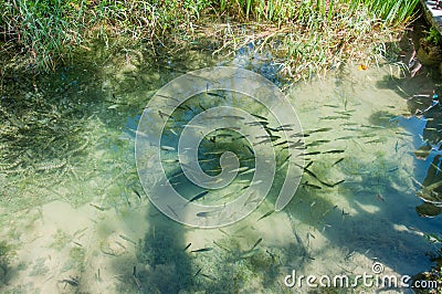 The fish are vertebrate, aquatic animals, which have the fusiform body and the fins transformed into fins Stock Photo