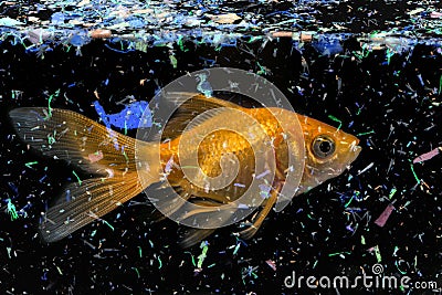Fish in water contaminated with micro plastic Stock Photo
