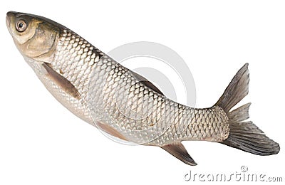 Fish on a white background Stock Photo