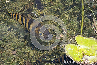 Fish in the wild. Castarrica mojarra, Latin American mojarra. Stock Photo