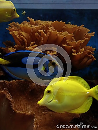 fish yellow blue underwater nature coral water aquarium aqua photo photography Stock Photo