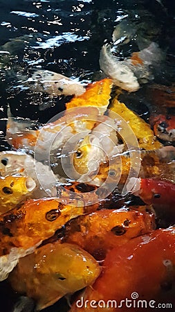 Fish yellow and orange being fed in a tank Stock Photo