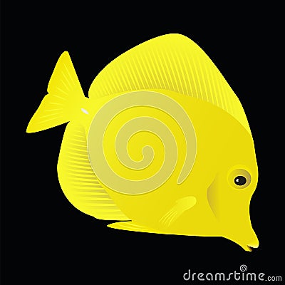 Fish Zebrasoma flavescens on black background. Vector Illustration