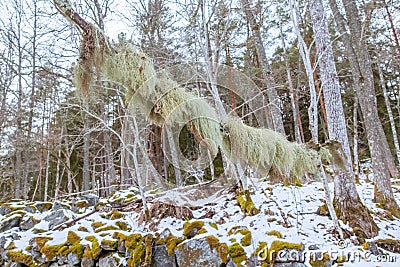 Fishbone beard lichen Stock Photo