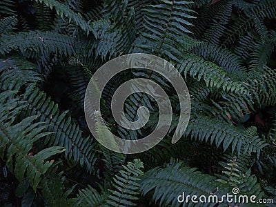 fishbone fern (Nephrolepis cordifolia) or tuberous sword fern in the forest Stock Photo