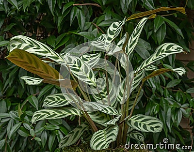 Fishbone prayer plant Ctenanthe burle-marxii, skeletal pattern leaves Stock Photo