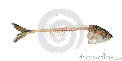 Fishbone Stock Photo