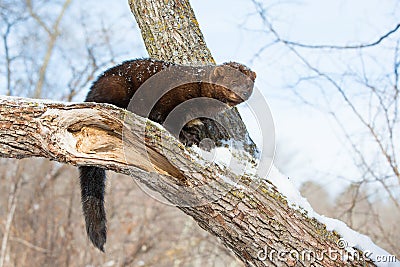 Fisher with long tail Stock Photo