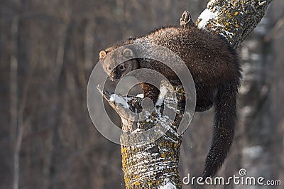 Fisher Martes pennanti Balances on Tree Trunk Stock Photo