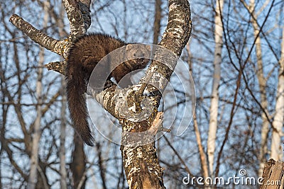 Fisher Martes pennanti Hunched Up in Tree Winter Stock Photo