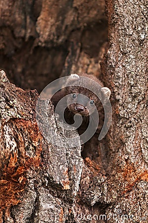 Fisher (Martes pennanti) Kit Hides in Log Stock Photo