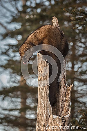 Fisher Martes pennanti Licks Nose Stock Photo