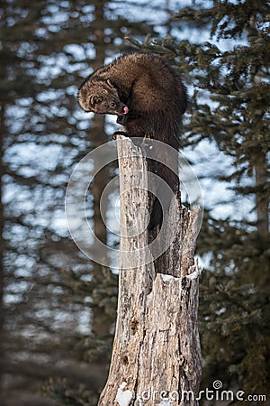 Fisher Martes pennanti Looks Back Atop Tree Stock Photo