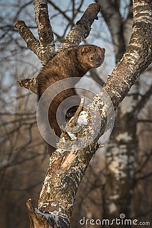 Fisher Martes pennanti Looks Back in Crook of Tree Stock Photo