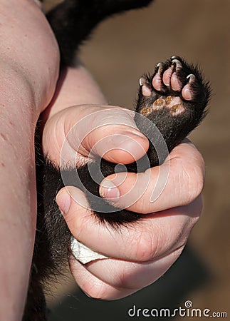 Fisher (Martes pennanti) Paw Stock Photo