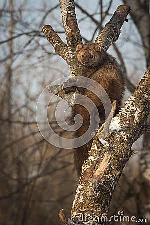 Fisher Martes pennanti Peers Out from Crook in Tree Stock Photo