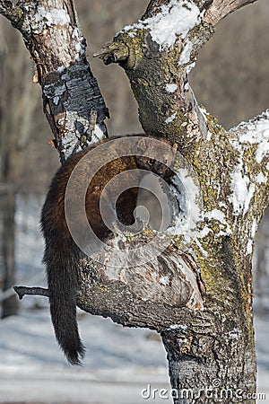 Fisher Martes pennanti Sits in Tree Tail Hanging Stock Photo