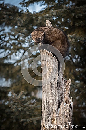 Fisher Martes pennanti Stares Out from Tree Stock Photo