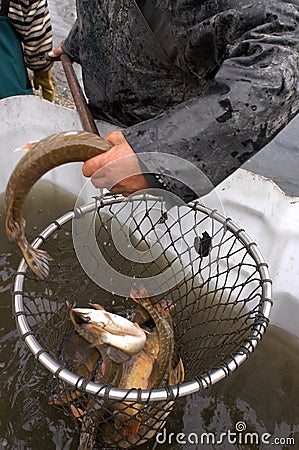 Fisherman Stock Photo