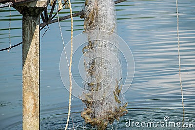 Fisherman Catch Many Shrimps in the Farm with Net Stock Photo