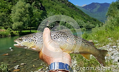 Fisherman catching brown trout in river Stock Photo