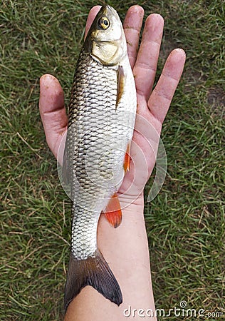 fisherman caught river fish holding in his hand Stock Photo