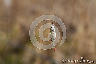 Fisherman caught a small fish on the hook with a worm Stock Photo