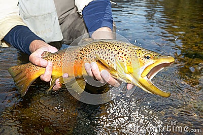 Fisherman displaying a landed brown trout Stock Photo