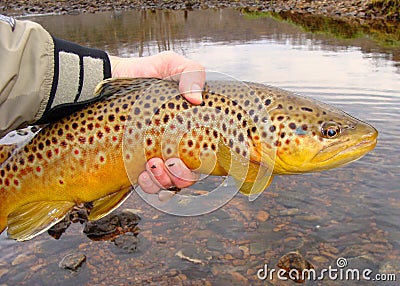 Fisherman holding fish Stock Photo