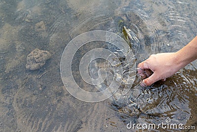 Fisherman holding fish, releasing carp fish back to river, fishing competition Stock Photo