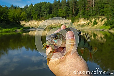 Fisherman holding freshly caught perch with hook and bait in form of larvae of dragonflies in hand on background bend in river wit Stock Photo