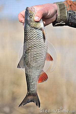 Fisherman Holding His Catch, European Chub Fish Stock Photo