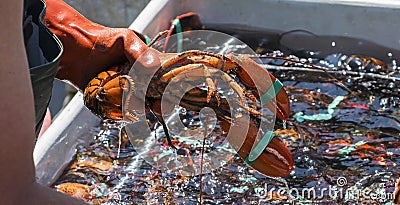 Fisheman holding a live lobster over a bin of lobsters Stock Photo