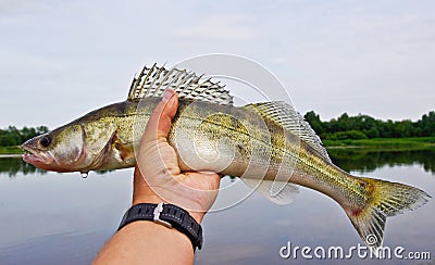 Fisherman with perch fish Stock Photo