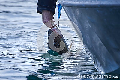 Fisherman releases Atlantic cod with pliers Stock Photo