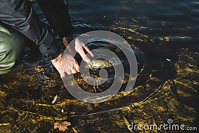 The fisherman releases the caught pike fish back into the river. Stock Photo