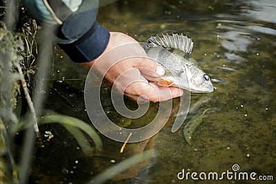 Fisherman releases the fish caught in the lake or river Stock Photo