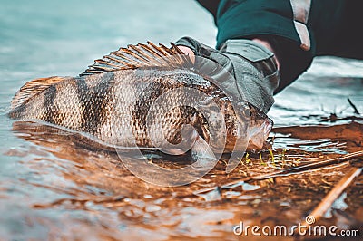 A fisherman releases a perch into the lake Stock Photo