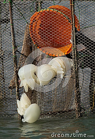 Fisherman releasing Jellyfishes in sea that are trapped in fishing net at Busaiteen coast of Bahrain Stock Photo