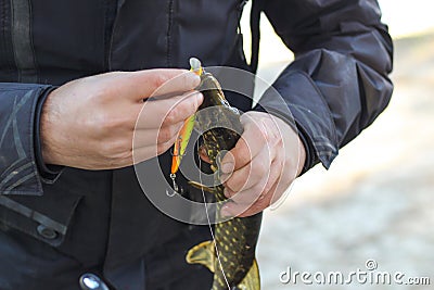The fisherman removes the caught pike fish from the hook. Stock Photo