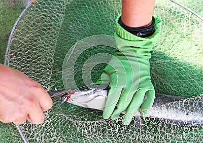 the fisherman removes the hook from the caught fish Stock Photo