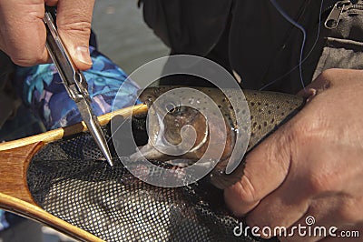 Fisherman removes hook from trout`s mouth Stock Photo