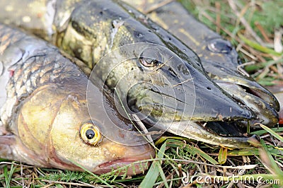 Fisherman's Catch - Pikes and Chub Fish Stock Photo