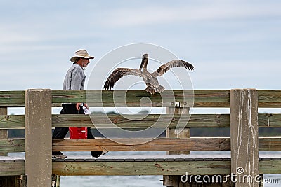 Fisherman is stalked by a Brown Pelican Editorial Stock Photo