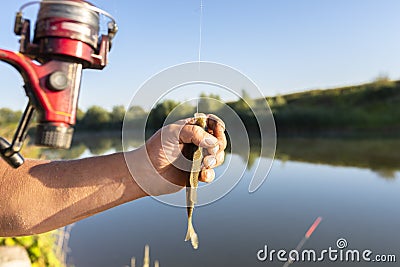 The fisherman takes a crucian fish from a fishing hook, visible hands of a man and a pond in the background. Stock Photo