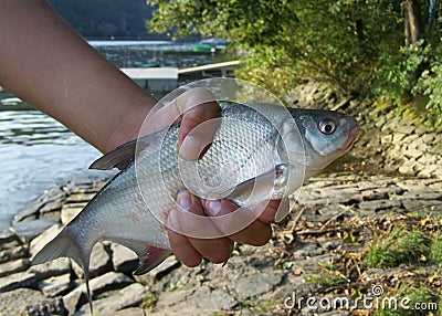 Fishermans hand tightly clutching vimba vimba Stock Photo