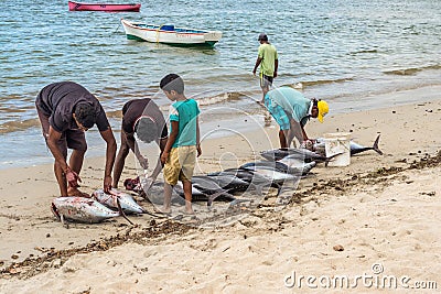 Fishermen and big tuna fish on the Tamarin beach Editorial Stock Photo